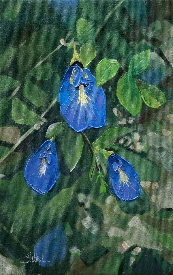 Native Flower Series-Shanku Pushpam