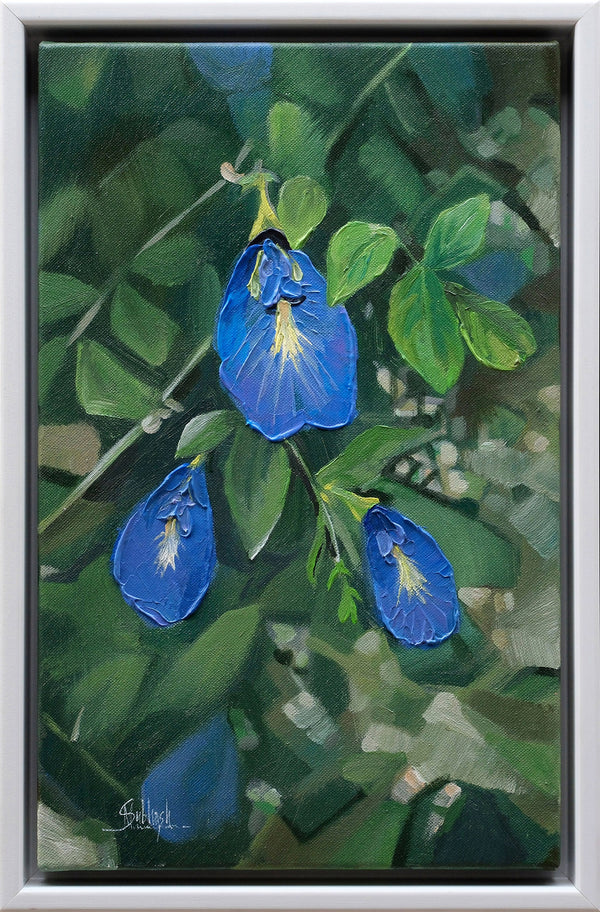Native Flower Series-Shanku Pushpam