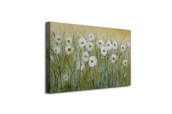 Daisy Field