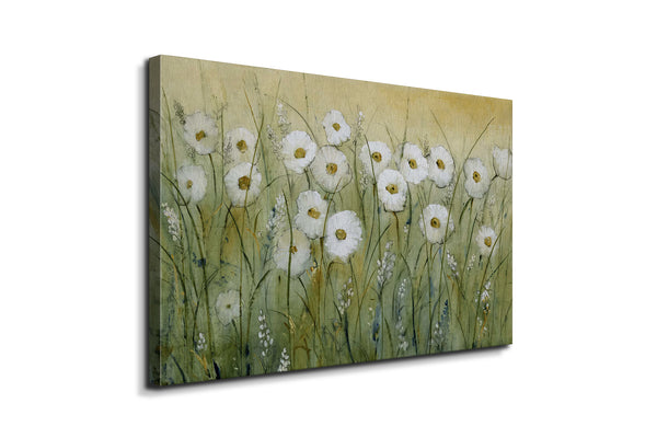 Daisy Field