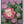 Native Flower Series-Kongini Poovu
