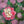 Native Flower Series-Kongini Poovu