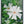Native Flower Series-Parijatham