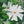 Native Flower Series-Parijatham