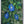 Native Flower Series-Shanku Pushpam