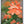 Native Flower Series-Kanakambaram