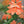 Native Flower Series-Kanakambaram