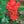 Native Flower Series-Chembarathi