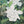 Native Flower Series-Panineer Chembakam