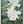 Native Flower Series-Panineer Chembakam