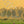 Dawn Harvest