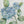 Muted Blue Blossom