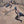 Kalaripayattu 1