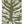 Patterned Leaf