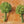 Earthen Greens