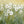 Daisy Field