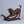 Dog and the Frog
