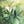 Boho Botanics