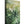 Boho Botanics
