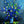 Blue Blossom