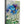 Blue Bloom